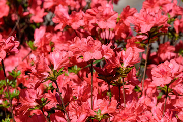 Bush of delicate pink flowers of azalea or Rhododendron plant in a sunny spring Japanese garden, beautiful outdoor floral background