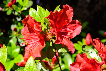 Close up of delicate red flowers of azalea or Rhododendron plant in a sunny spring Japanese garden, beautiful outdoor floral background
