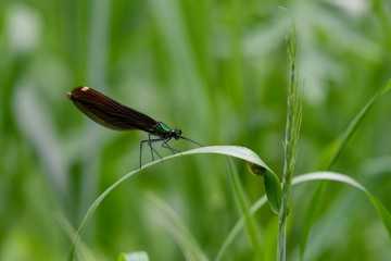 A dragonfly sitting on a plume