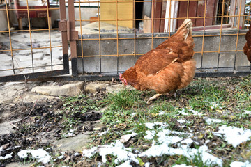 domestic chicken walking and eating  on the snow farm in the winter