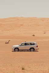 Fototapeta na wymiar car in dessert with camel side view