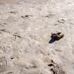 Tiny frog sitting next to the bird footprints