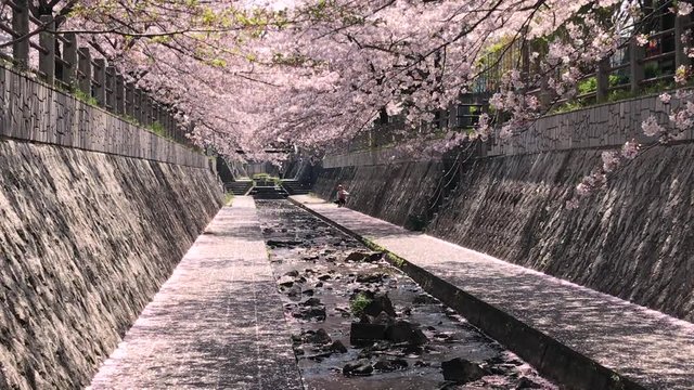 舞い散る桜 満開の桜 ソメイヨシノ フィックス 桜2019_08v_00657(IMG_4026_PR_MOV)
