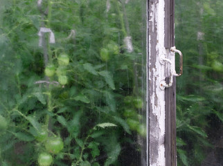 Unripe green tomatoes growing in old greenhouse