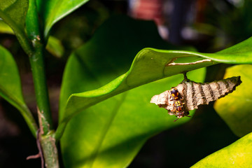 Wasps under the leaf in Macro shot.