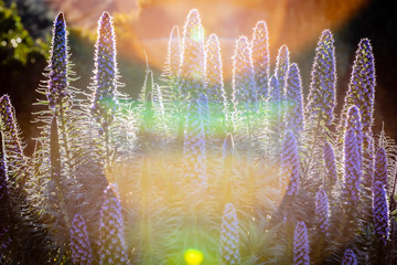 Lens flares make rainbows looking towards tall pillars of purple flowers