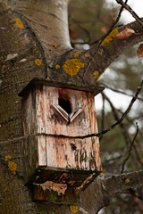 an old bird's nest sitting in a tree on the Umedalen