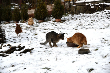 domestic chicken eating with dog and cat together on the snow in winter