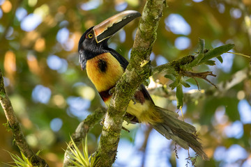 Toucan collared aracari in a tree, Costa Rica