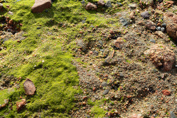 Red Sand and Stones of the red Sea Coast, Natural Texture Background