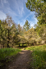 Fototapeta na wymiar A dirt path with fresh spring grass on either side heads into the sade of large oak trees with blue sky above at Sugarloaf Ridge State Park