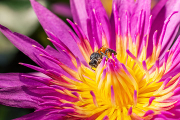 Bee on beautiful purple Lotus Flower in pond in the morning.