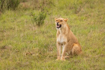 Beautiful Lioness in the wild showing her teeth