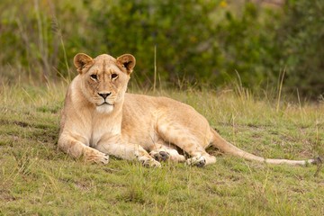 Fototapeta na wymiar Beautiful majestic lioness laying down