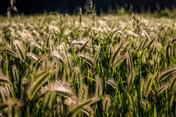 Close up of a field filled with foxtail grass at Sugarloaf Ridge State Park