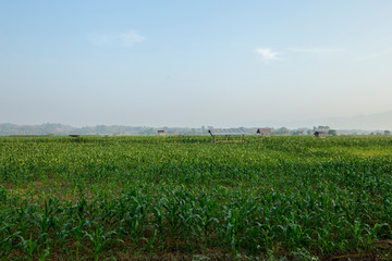 Fototapeta na wymiar Green Corn fields in the mist.