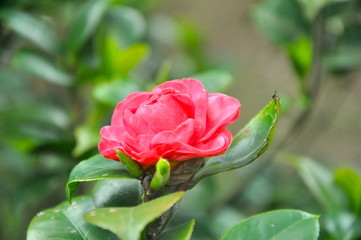 blooming camellia in spring season 