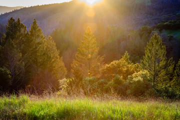Sun flare peaking over the top of a mountain with some tall pine trees and green grass in the foreground at Sugarloaf Ridge State Park