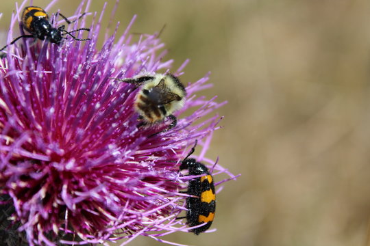 Insecte sur un fleur