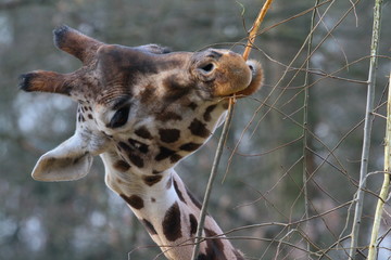 giraffe