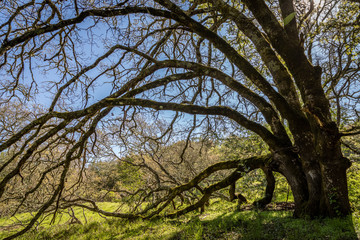 Branches from an oak tree with three trunks hang over with some touching the fresh green grass at Sugarloaf Ridge State Park