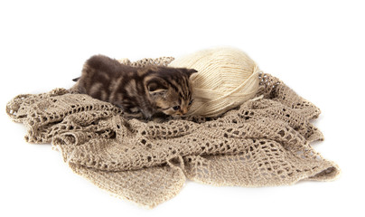 Obraz na płótnie Canvas Grey striped Scottish Fold kitten on a tangle of white wool