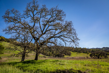 Three large oak trees with bare branches sit in a green grassy field with perfect blue skies at Sugarloaf Ridge State Park