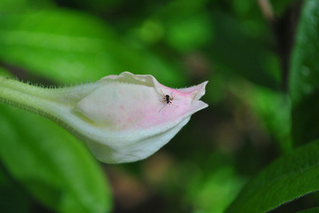 Naklejka na ściany i meble Soft pink magnolia soulangeana (saucer magnolia) flower bud, close up detail with small insect, soft dark green blurry leaves background