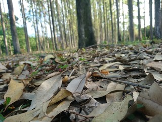 autumn leaves in forest