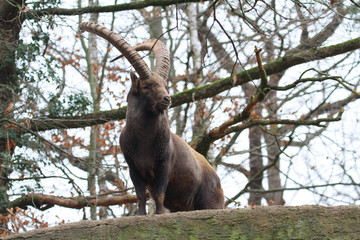 alpensteinbock