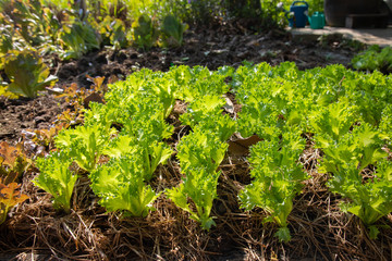 Growing vegetables organic by planting using the soil in a rural area far from pollution in the city is reducing the use of chemicals in planting which will be good for consumers.