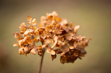 Wunderschöne Aufnahme einer vertrockneten Hortensie