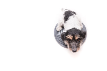 Small dog on balance pad in front of white background. Cute Jack Russell Terrier doggie, 3 years old, hair style rough is looking up.