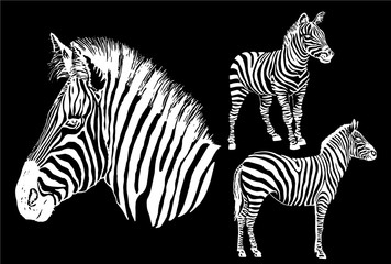 Fototapeta na wymiar Graphical set of zebras isolated on black background , vector illustration, elements for design