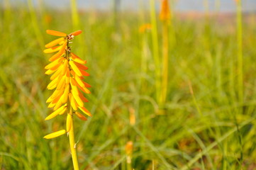 blooming yellow flowers for fortune