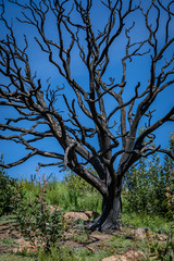 Close up of a charred dead tree standing in the middle of fresh new green grass and shrubs with clear bright blue sky in the background at Sugarloaf Ridge State Park