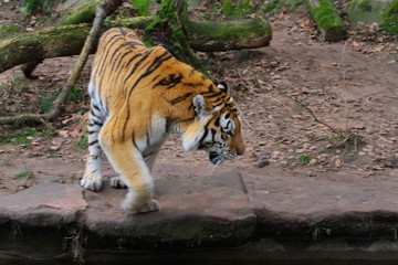 tiger