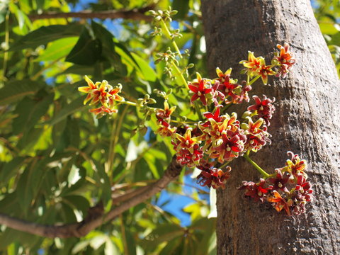 Bouquet of Sterculia foetida (Bastard poom, Pinari, hazel sterculia, wild almond tree); The flowers are small bouquet of light green and reddish. selective focus