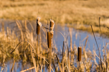 Syczeń 2020, Ciepła zima nad Biebrzą, Biebrzański Park Narodowy, Biebrza Podlasie, Polska © podlaski49