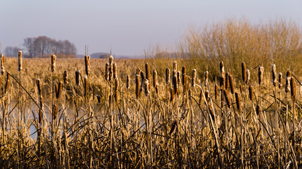 Syczeń 2020, Ciepła zima nad Biebrzą, Biebrzański Park Narodowy, Biebrza Podlasie, Polska © podlaski49