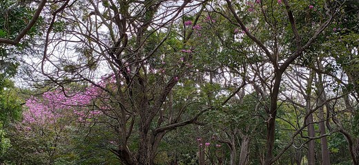tree in blossom