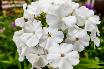 white phlox flowers on a black background, nature.