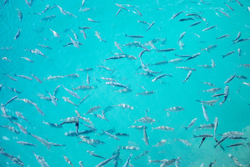 Clear surface Shoal of fish in seawater - Larg group of fishes swimming in the sea - surface reflection water shoal wide angle view background azure aquamarine tuorquoise blue ozean