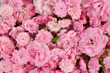 Gentle background with beautiful pink roses