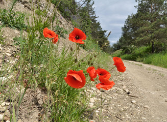 Flowering wild poppy (Papaver rhoeas)