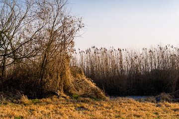 Syczeń 2020, Ciepła zima nad Biebrzą, Biebrzański Park Narodowy, Biebrza Podlasie, Polska