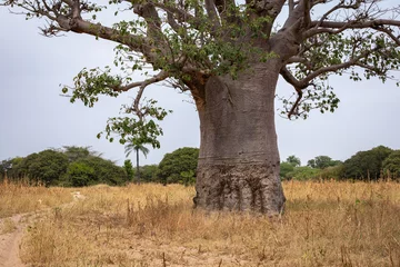 Fototapete Rund Massive baobab trees in the dry arid savannah of south west Senegal. © Curioso.Photography