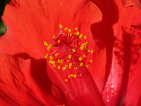 Gros plan sur longues étamines jaunes de l'hibiscus rouge vif (Hibiscus rosa-sinensis)