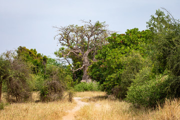 Massive baobab trees in the dry arid savannah of south west Senegal.