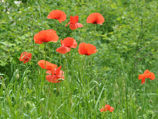 Flowering wild poppy (Papaver rhoeas)